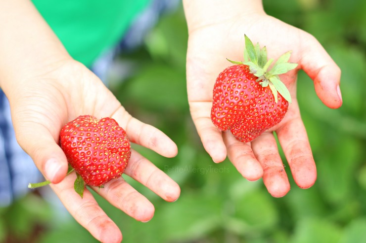 StrawberryPicking-PetiteAllergyTreats